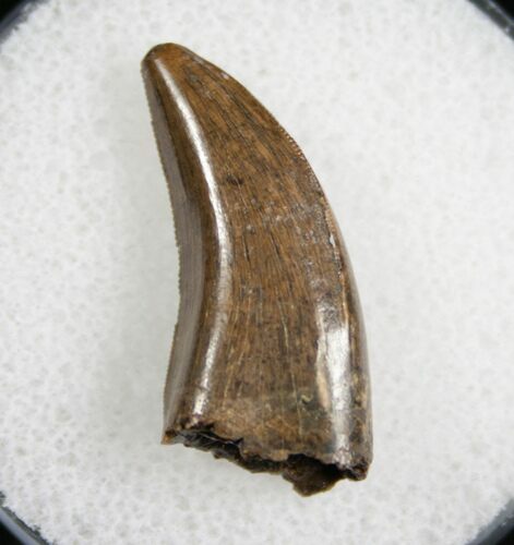 Nanotyrannus Tooth - South Dakota #7776